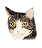 cat tags