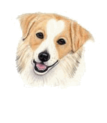 dog tags